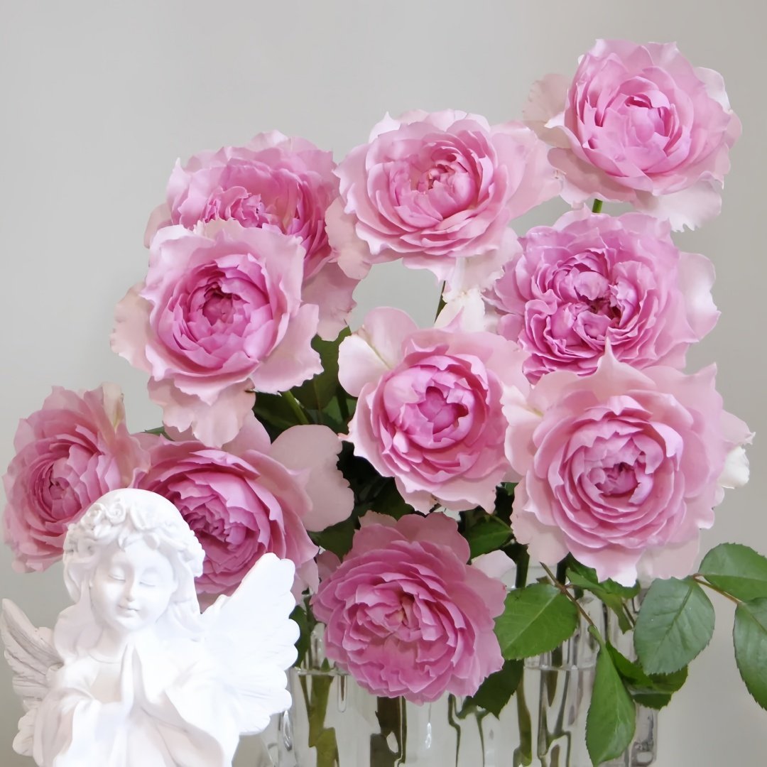 Ningzhi Rose Plant｜凝脂 image 9