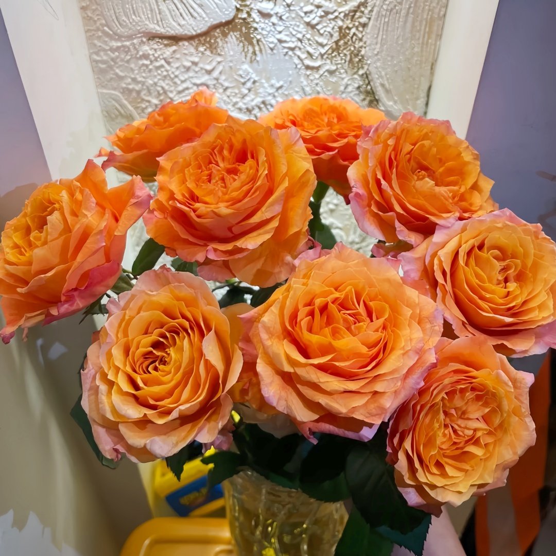 Free Spirit Rose Plant ｜自由精灵 image 2