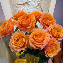 Free Spirit Rose Plant ｜自由精灵 image 2