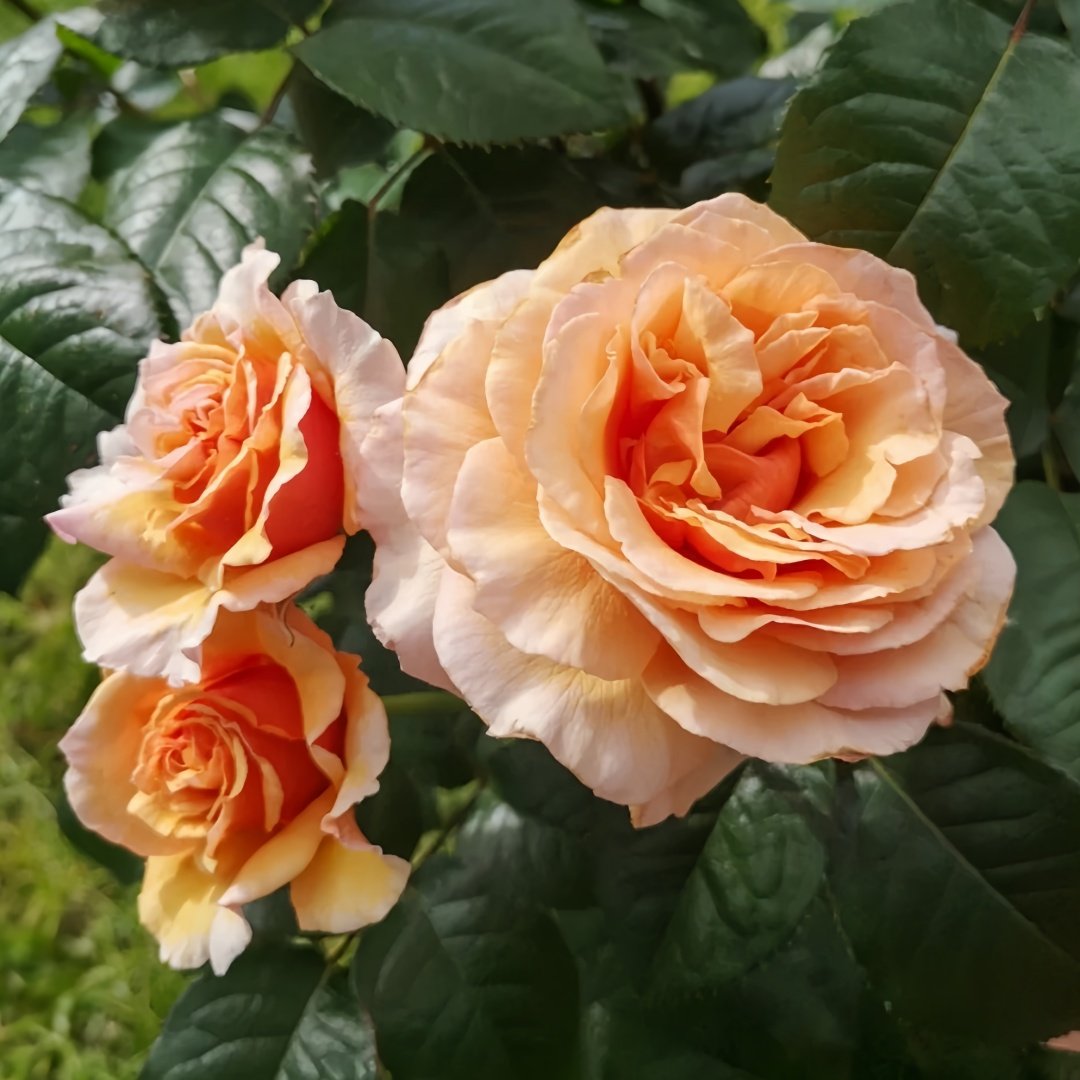 A Gardener's Dream Rose Plant|园丁之梦 image 1
