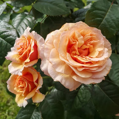 A Gardener's Dream Rose Plant|园丁之梦 image 1