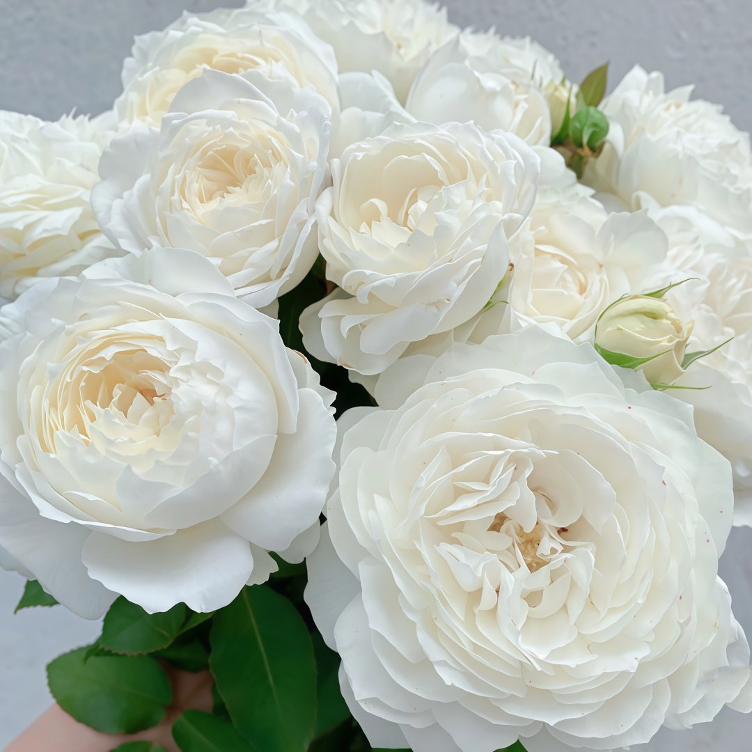 Snowball Forever Rose Plant|永恒之雪 image 6