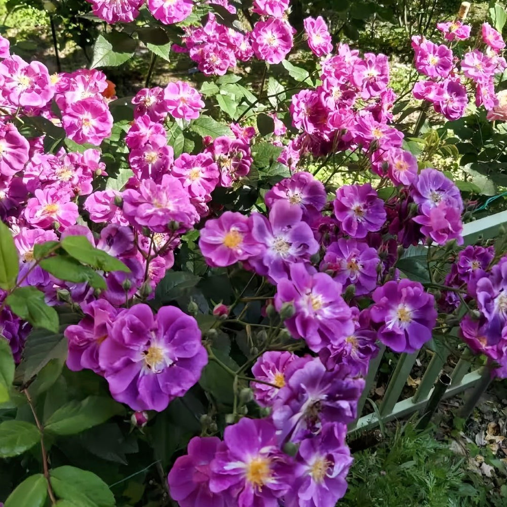 Purple Skyliner Rose Plant｜紫色客机 image 7