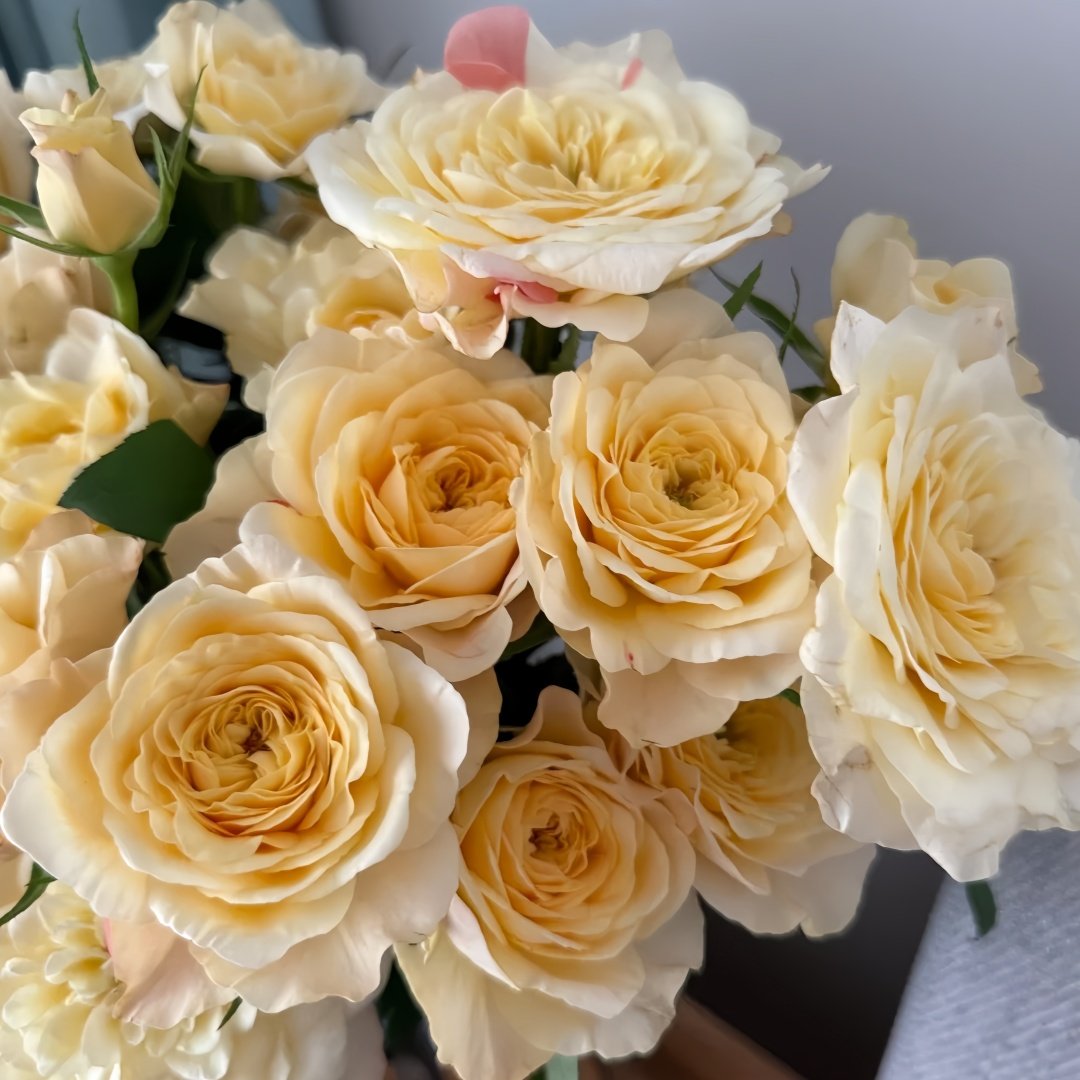 Yellow Mikoto Rose Plant|黄美琴 image 6