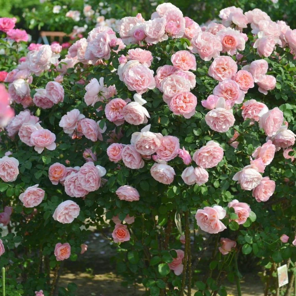 Dames de Chenonceau Rose Plant|舍农索城堡的女人 image 4