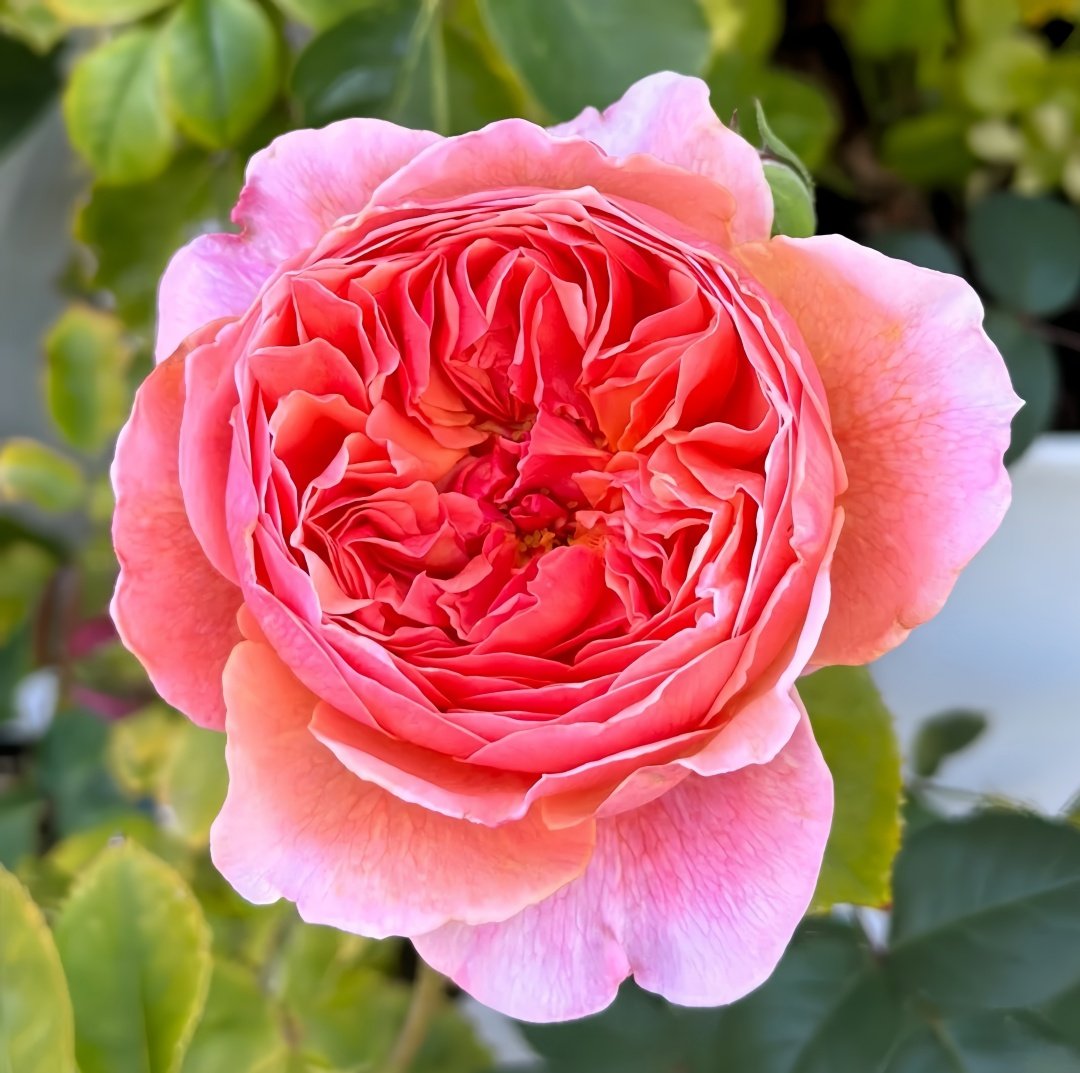 Kaori Kazari Rose Plant|香织装饰 image 1