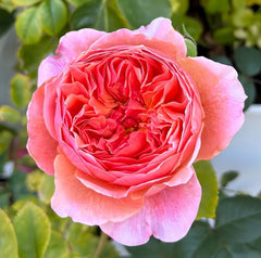 Kaori Kazari Rose Plant|香织装饰 image 1