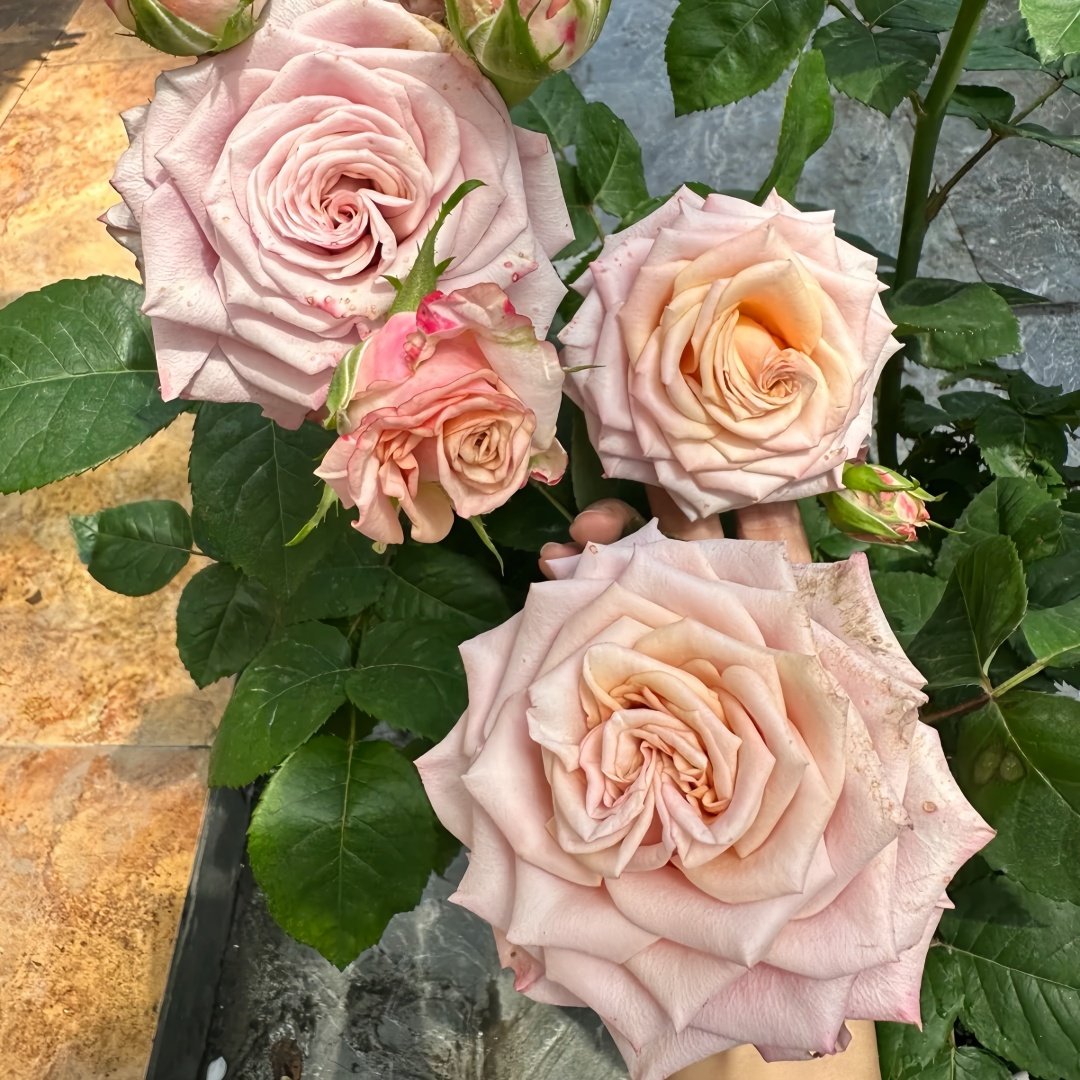 Moon Dust Rose Plant|月光之尘 image 8