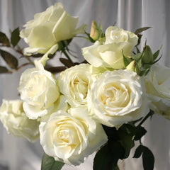 White Chocolate Rose Plant|白巧克力 image 1