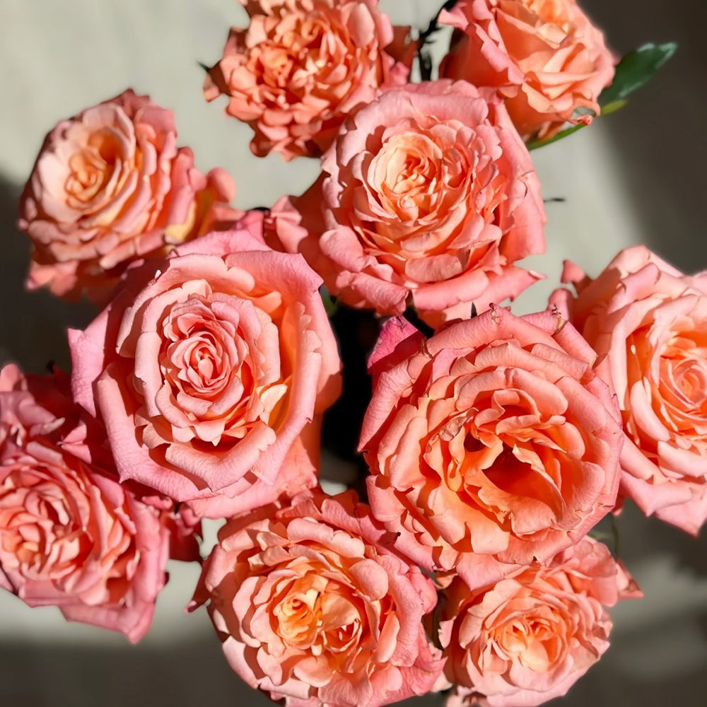 Yanluo Rose Plant|烟罗 image 8