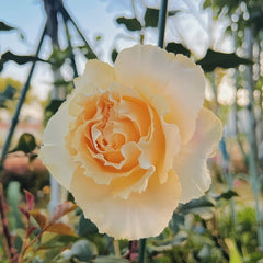 Dun Huang Rose Plant｜敦煌玫瑰 image 2
