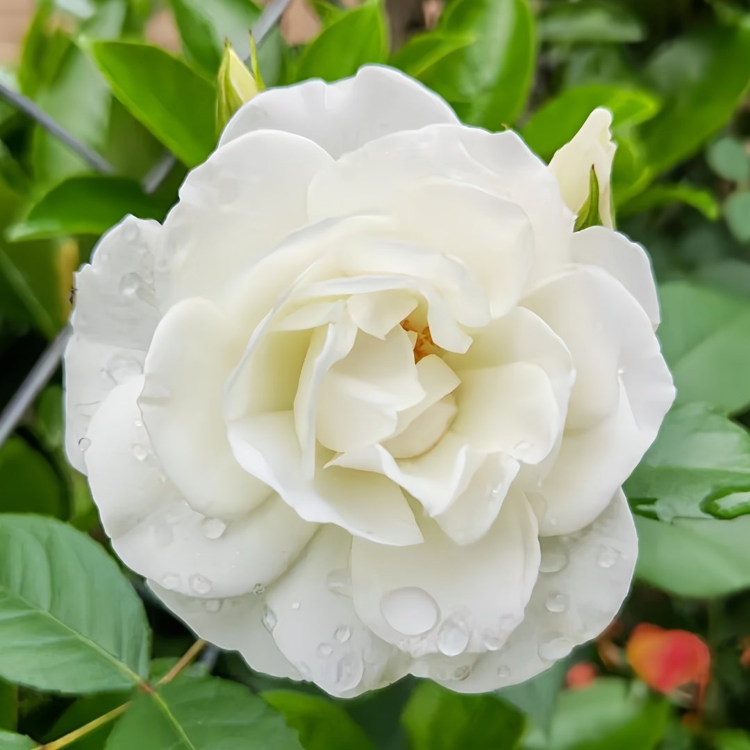 Iceberg Climbing Rose Plant｜藤冰山 image 1