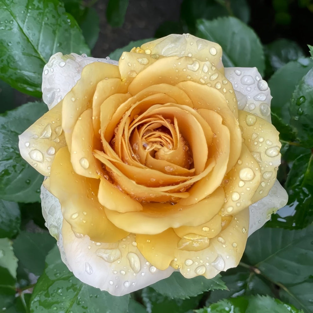 Golden Mustard Rose Plant|黄金芥末 image 1
