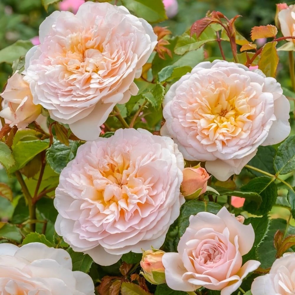 Emily Brontë Rose Plant｜艾米莉·勃朗特 image 4