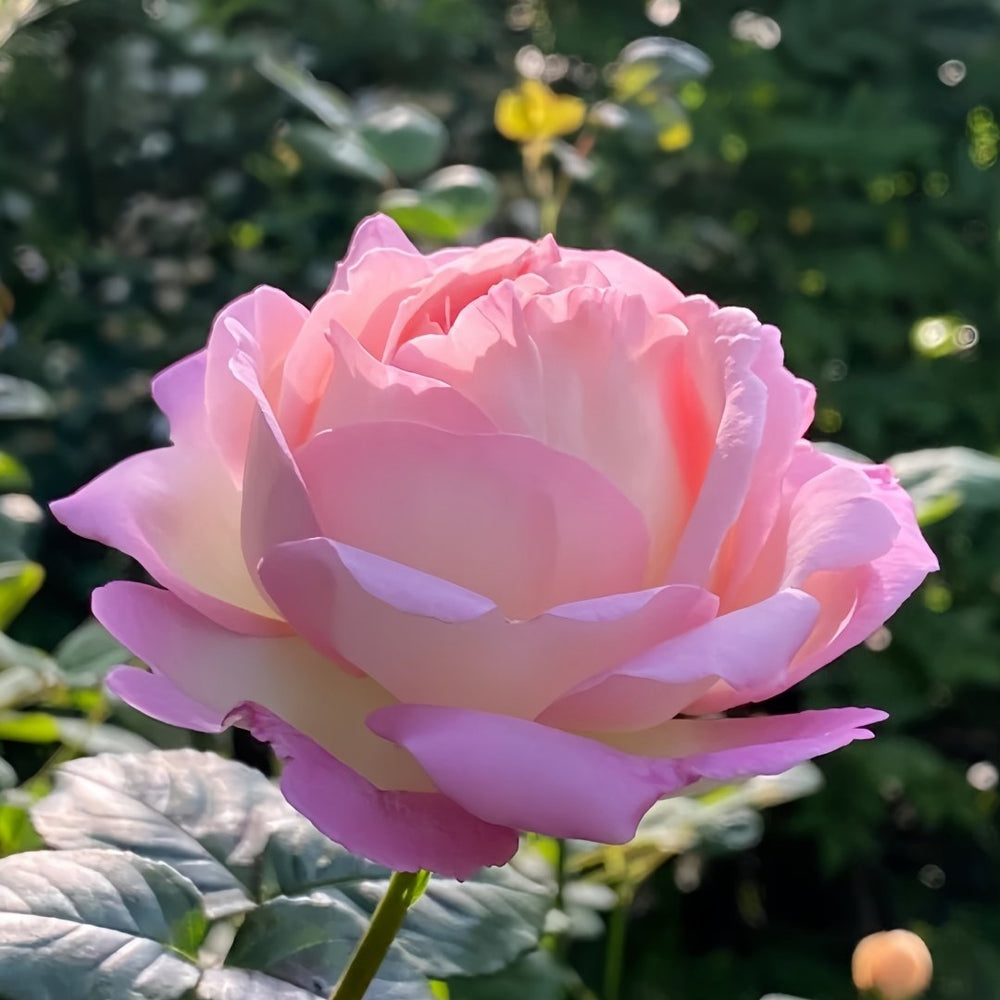 Aube Rose Plant｜破晓 image 7