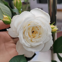 White Cloud Rose Plant｜白色云端 image 3