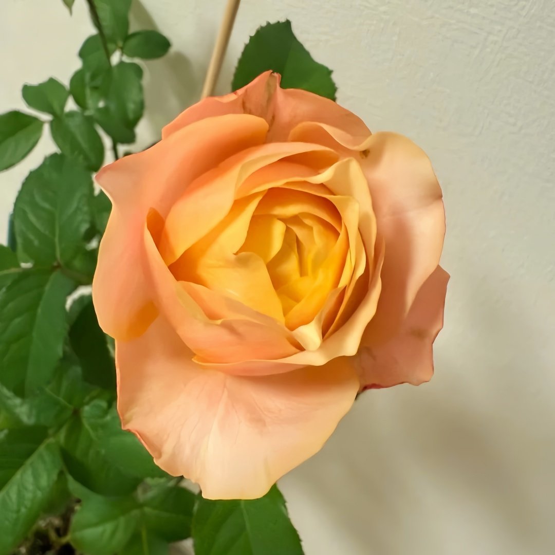 Teresa Rose Gulya Rose Plant｜特蕾莎 image 3