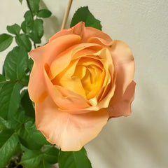 Teresa Rose Gulya Rose Plant｜特蕾莎 image 3