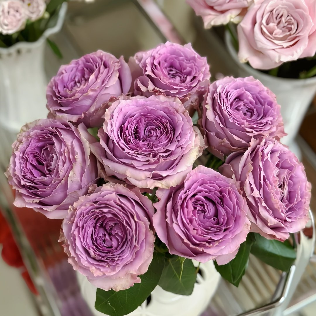 Country Spirit Song Rose Plant|乡村音乐 image 5