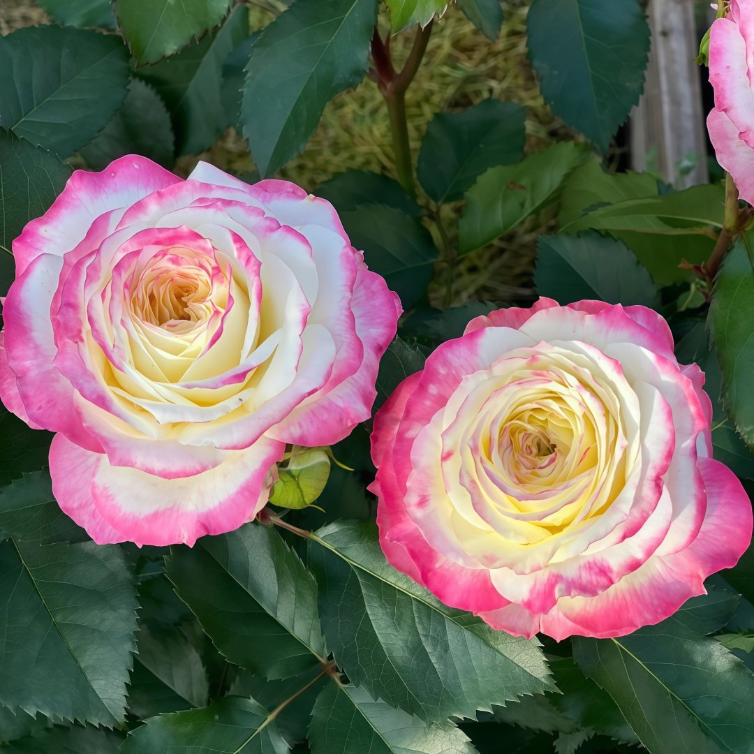 Chuzhuang Rose Plant|‌初妆 image 4