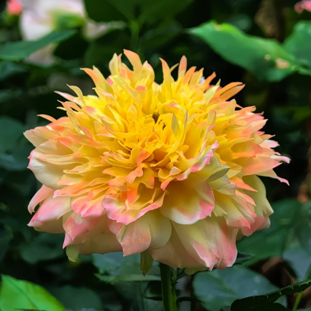 Fireworks Ruffles Rose Plant｜烟花波浪 image 6
