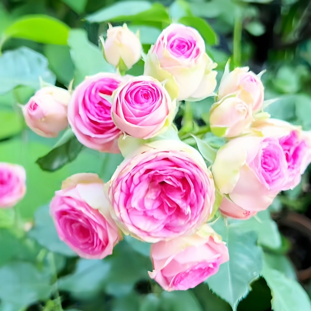 Super Sensation Rose Plant｜粉多头 image 8