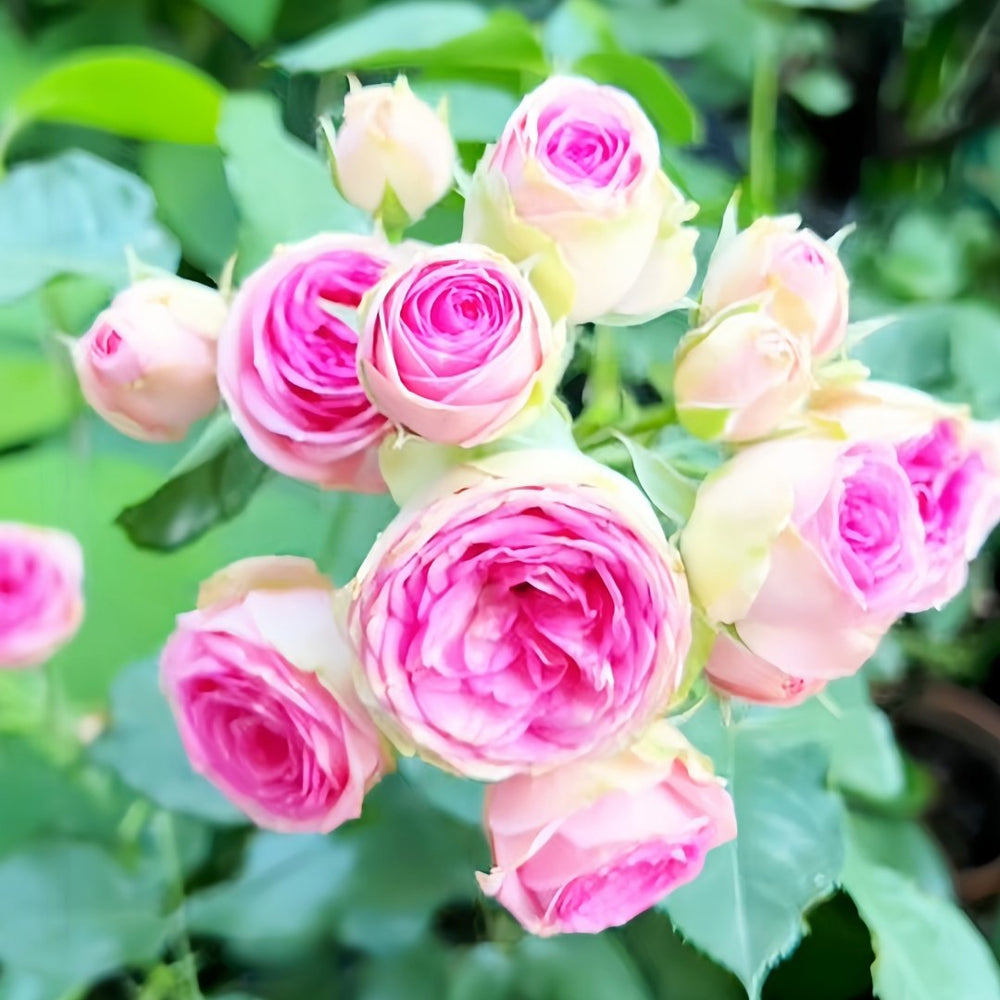 Super Sensation Rose Plant｜粉多头 image 8