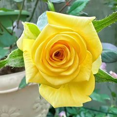 Gold Strike Rose Plant|金香玉 image 2
