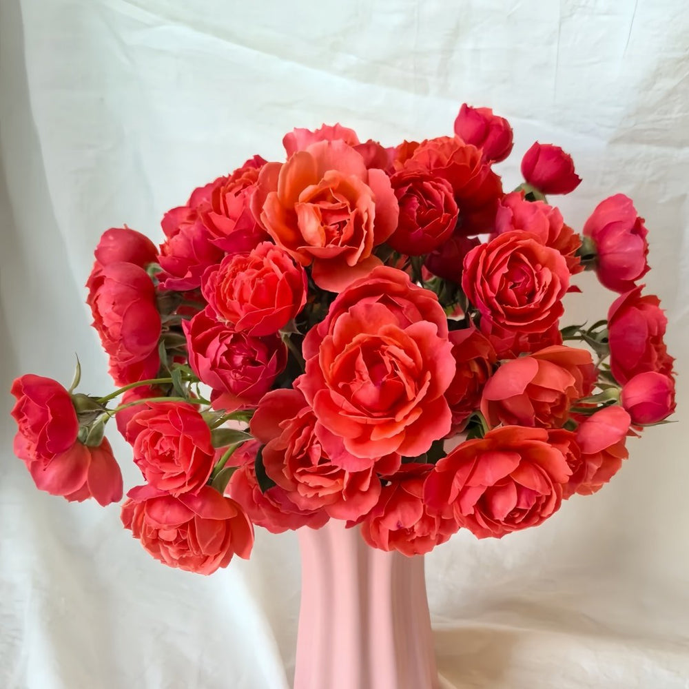 Chi Yan Rose Plant|炽焱 image 9