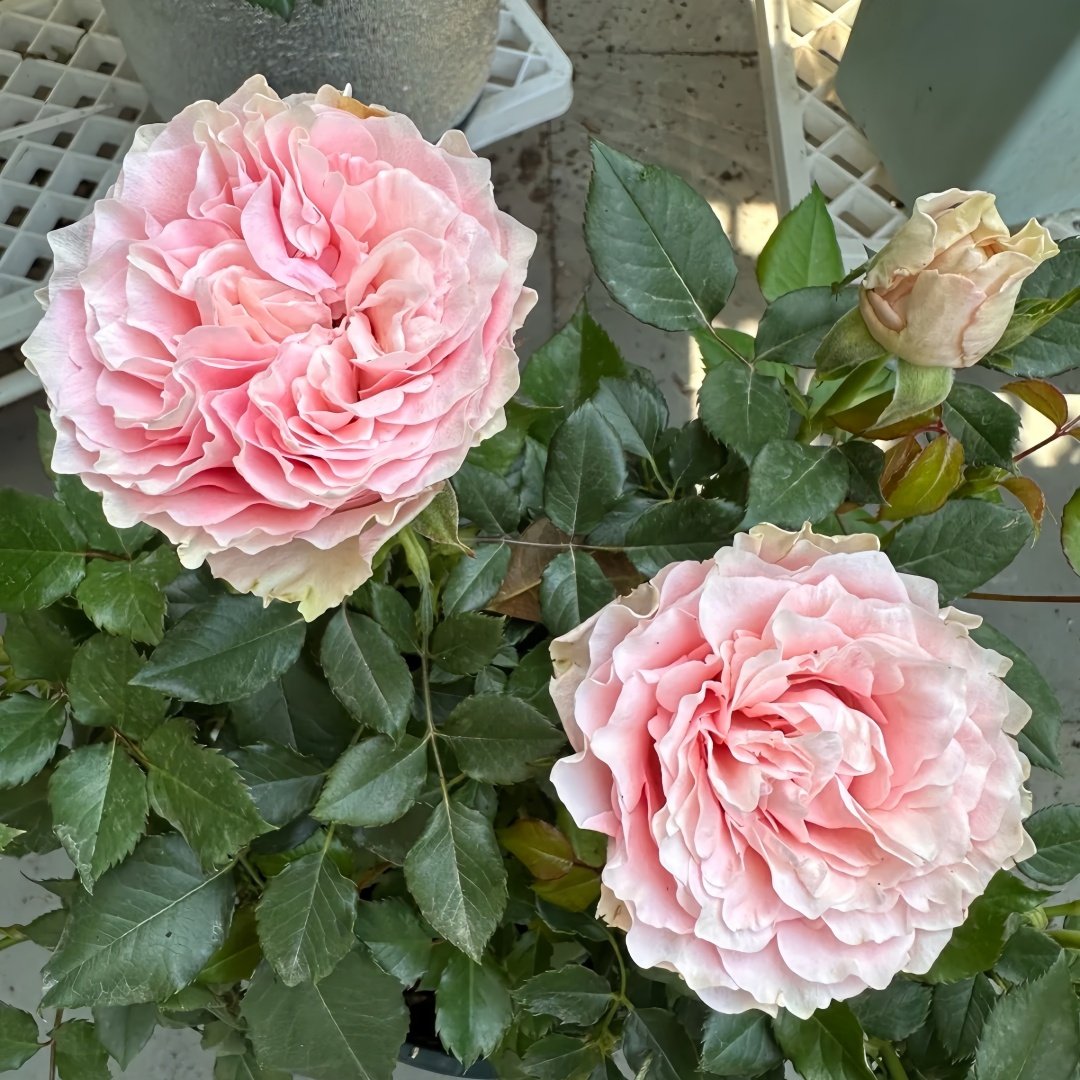 Gossip Girl Rose Plant｜绯闻女孩 image 5