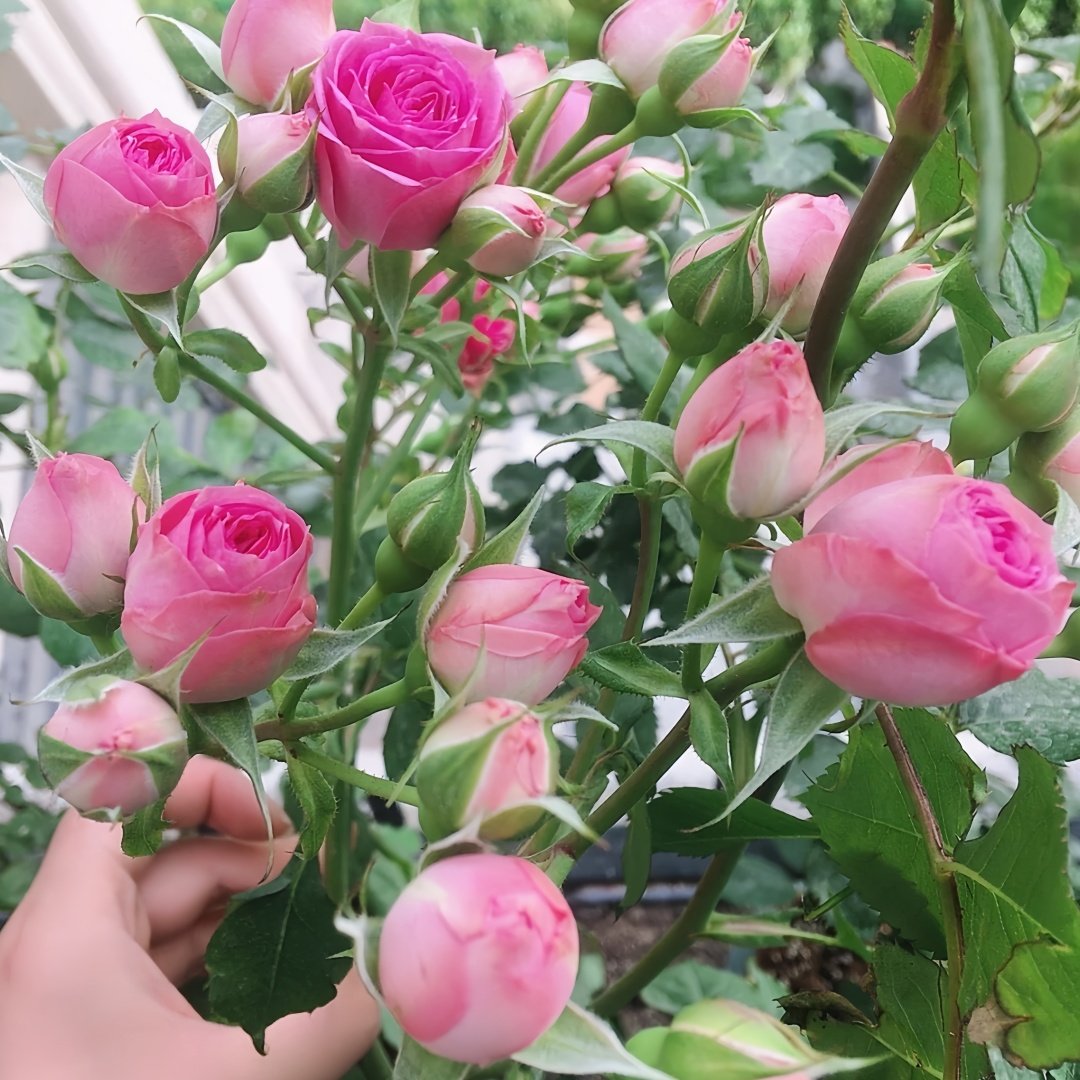Super Sensation Rose Plant｜粉多头 image 6