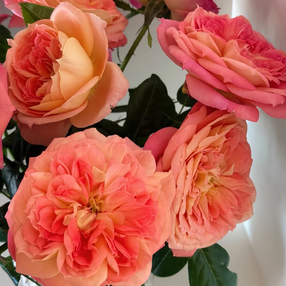 Queen of Hearts Rose Plant｜红桃女王 image 4