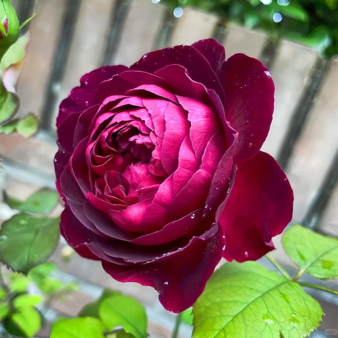 Munstead Wood Rose Plant｜曼斯特德伍德 image 2