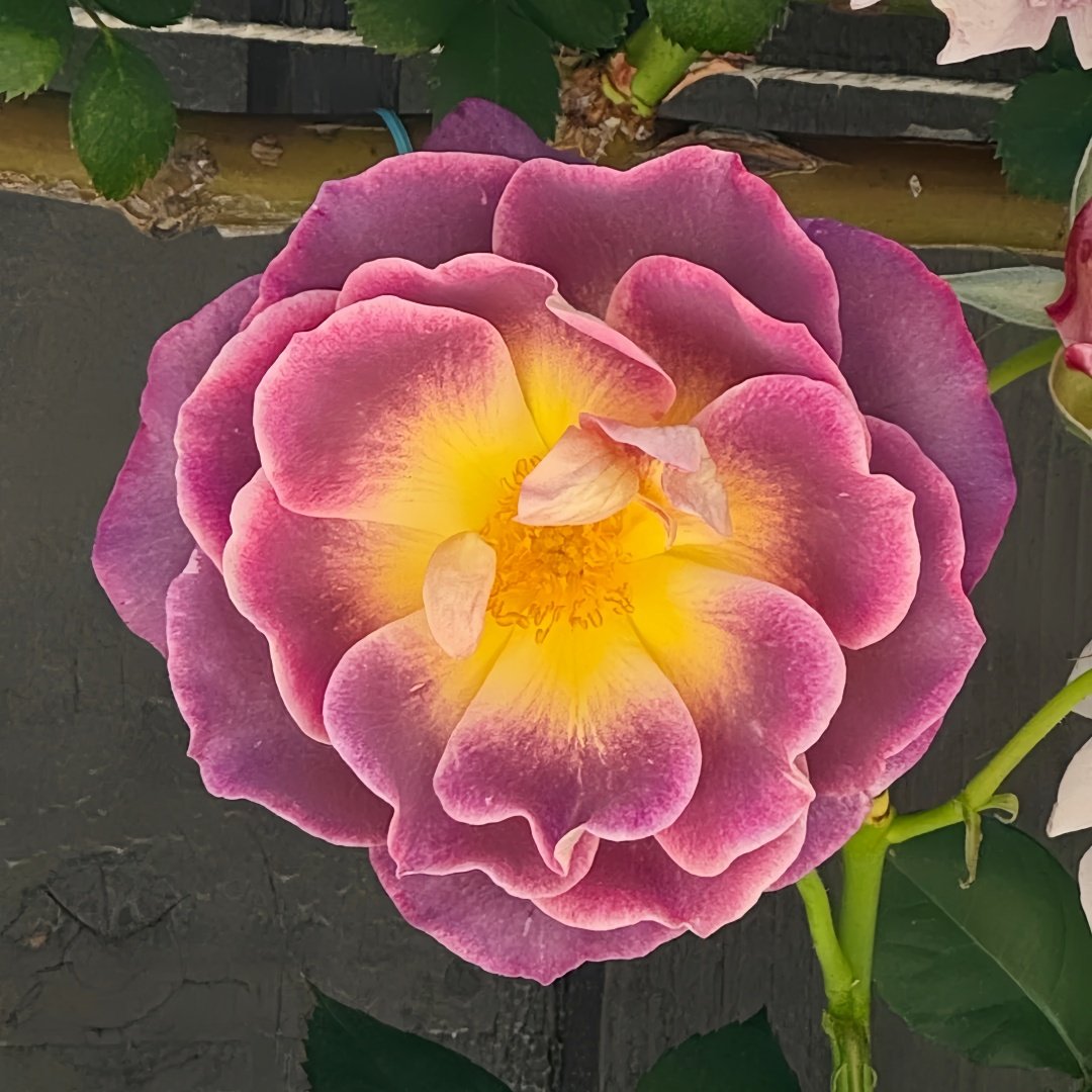 Diablesse de Mers Rose Plant|恶魔的海洋 image 1