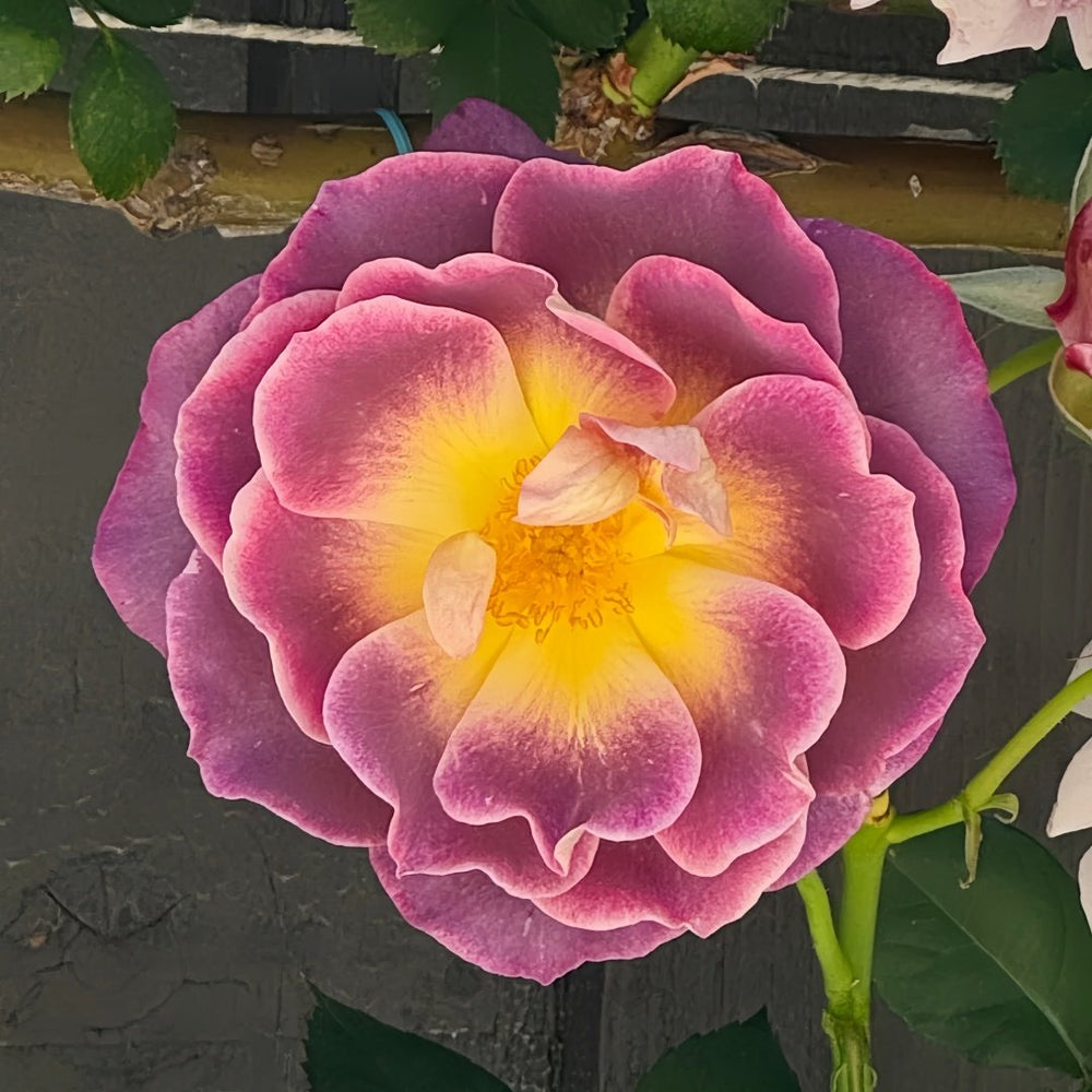 Diablesse de Mers Rose Plant|恶魔的海洋 image 1