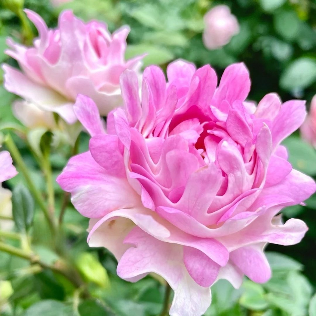 Maria Callas Rose Plant | 苏芬/海葵宝宝 image 4