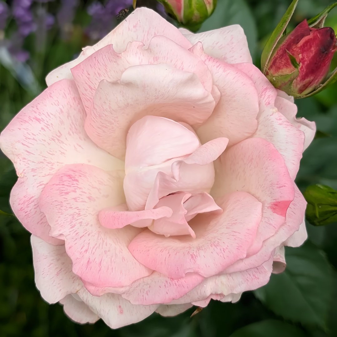 MEIvanae Rose Plant｜里昂优雅 image 6