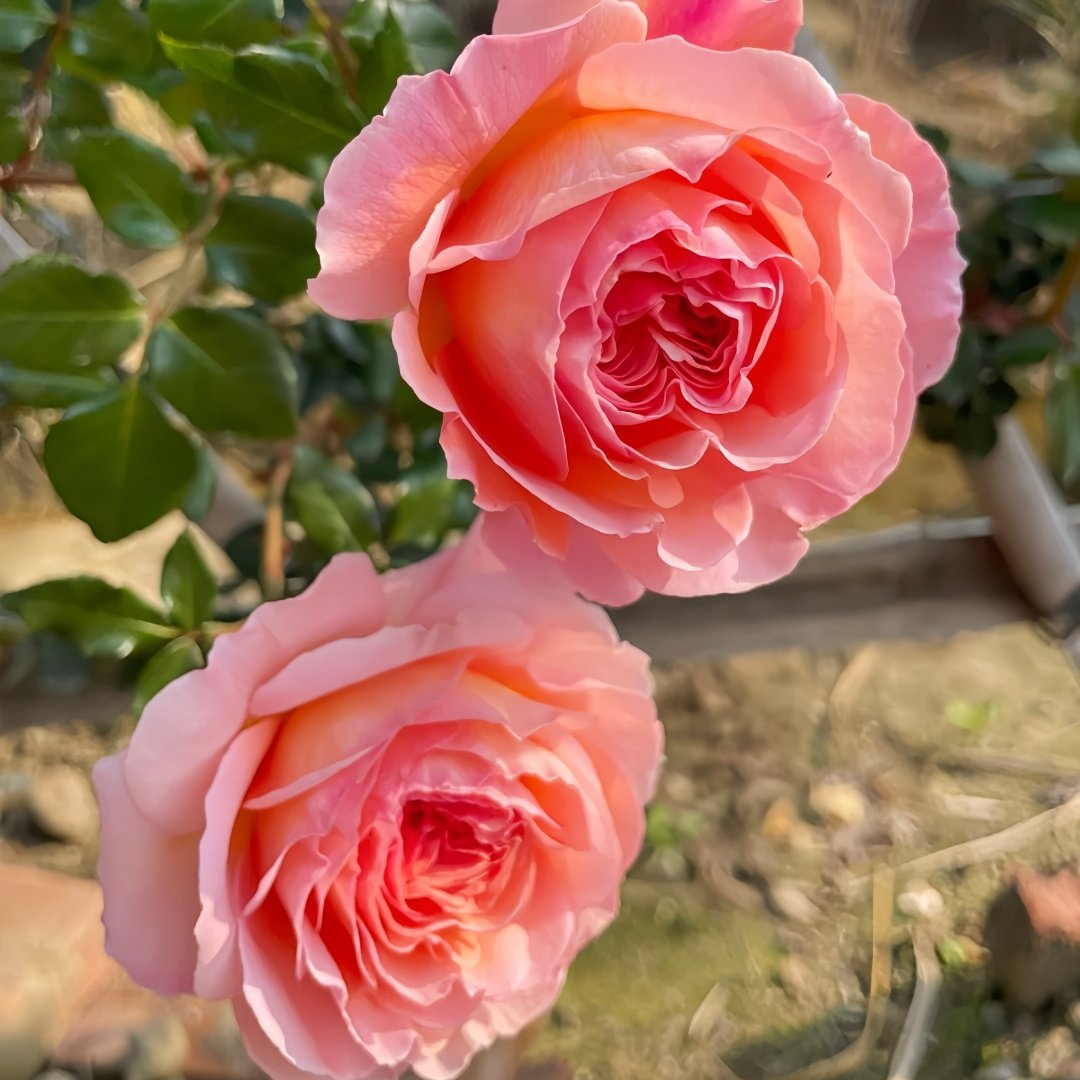 Abraham Darby Rose Plant | 亚伯拉罕·达比 image 3