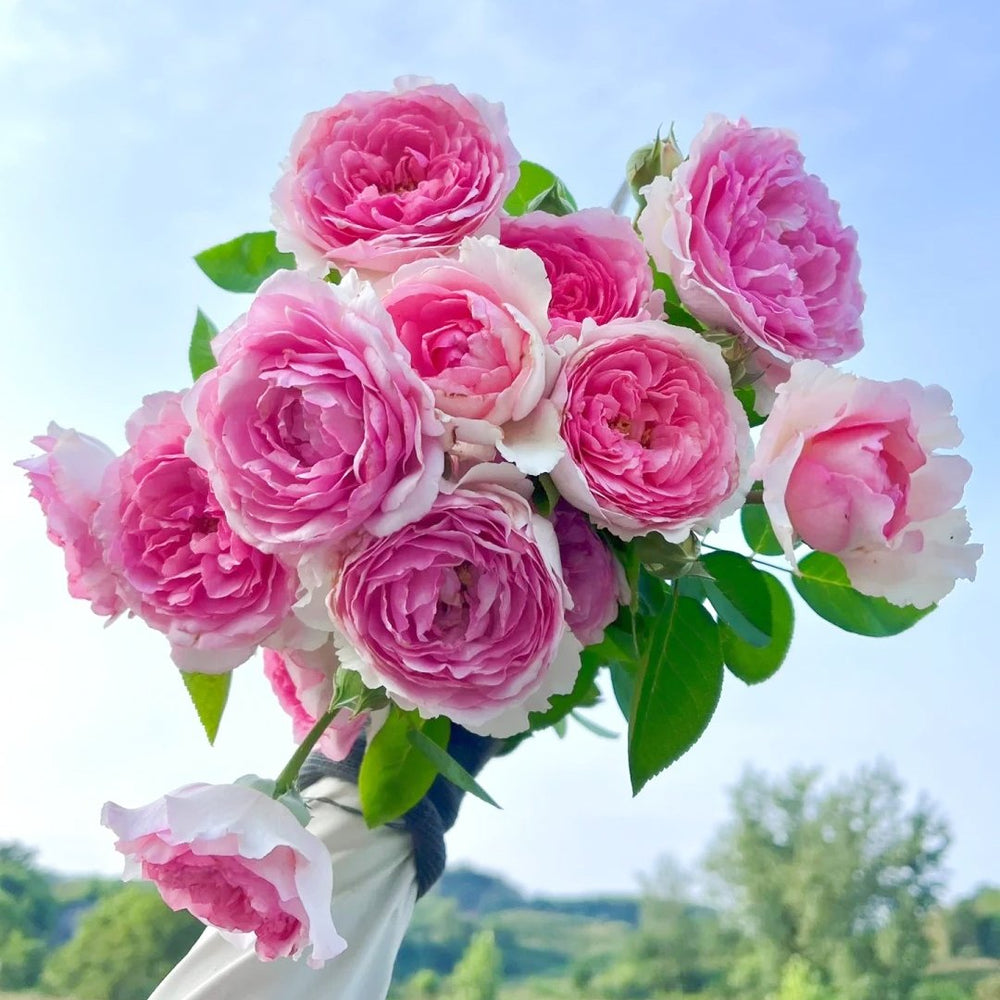 Yves No4 Aroma Rose Plant|伊芙四号芳香 image 0
