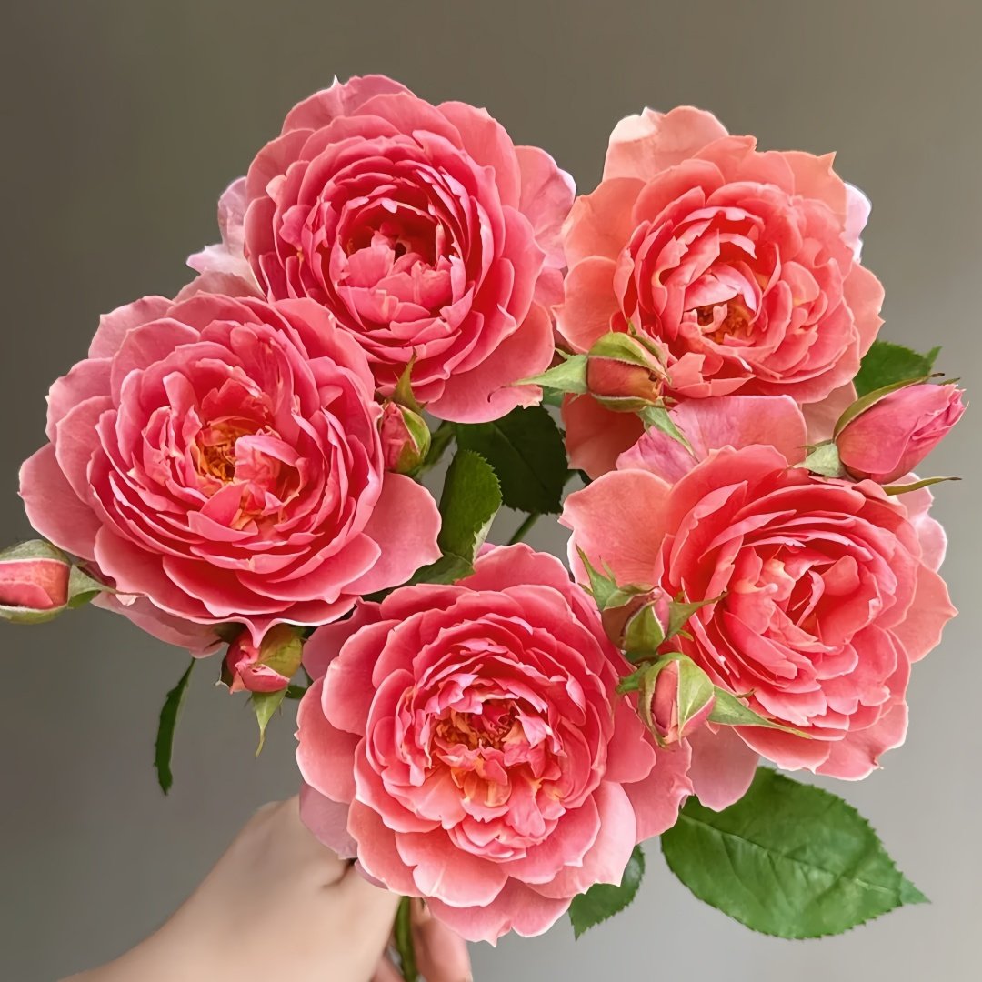 Akane Rose Plant|茜 image 0