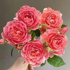 Akane Rose Plant|茜 image 0