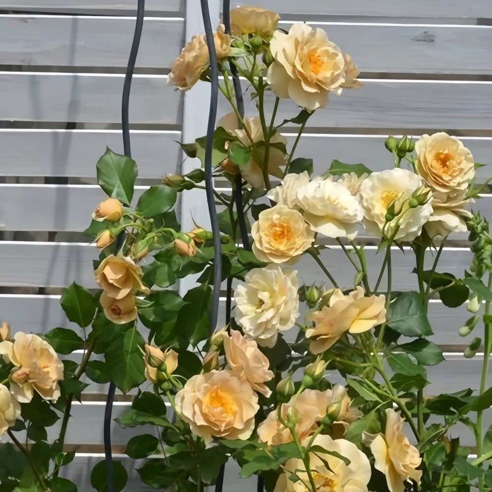 La broche Rose Plant|胸针/拉布罗什 image 7