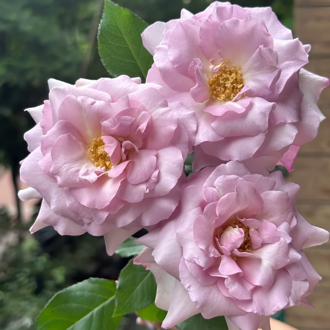 Lilac Beauty Rose Plant|丁香美人 image 5
