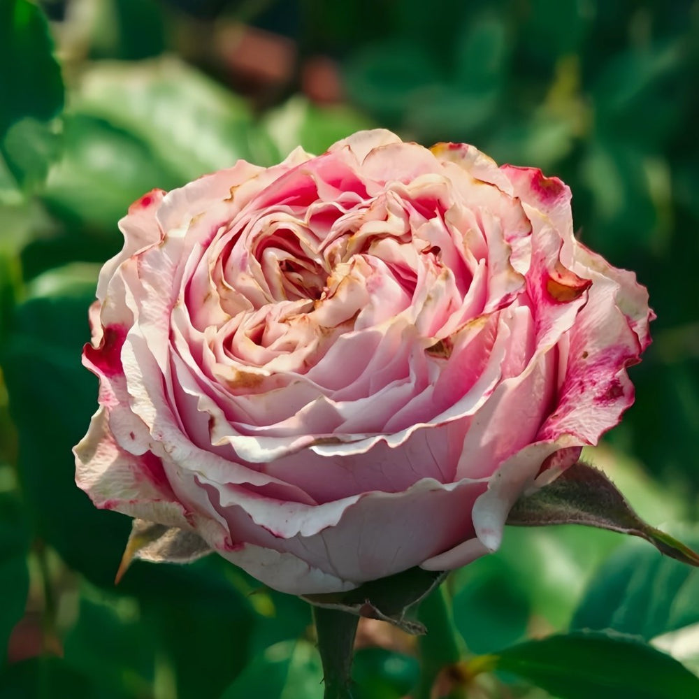 Piccadilly Circus Rose Plant｜皮卡迪利广场 image 4