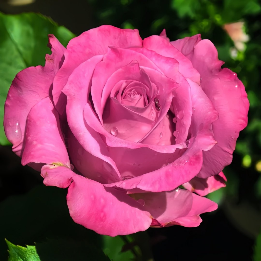 Maritim Rose Plant|玛丽蒂姆/玛丽提姆 image 6