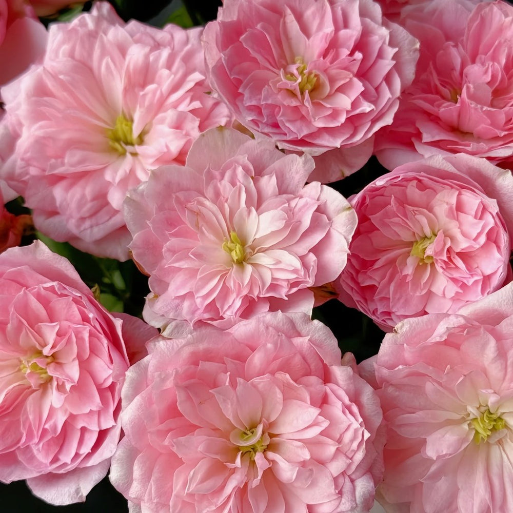 Miyako Rose Plant｜京/宫古 image 9