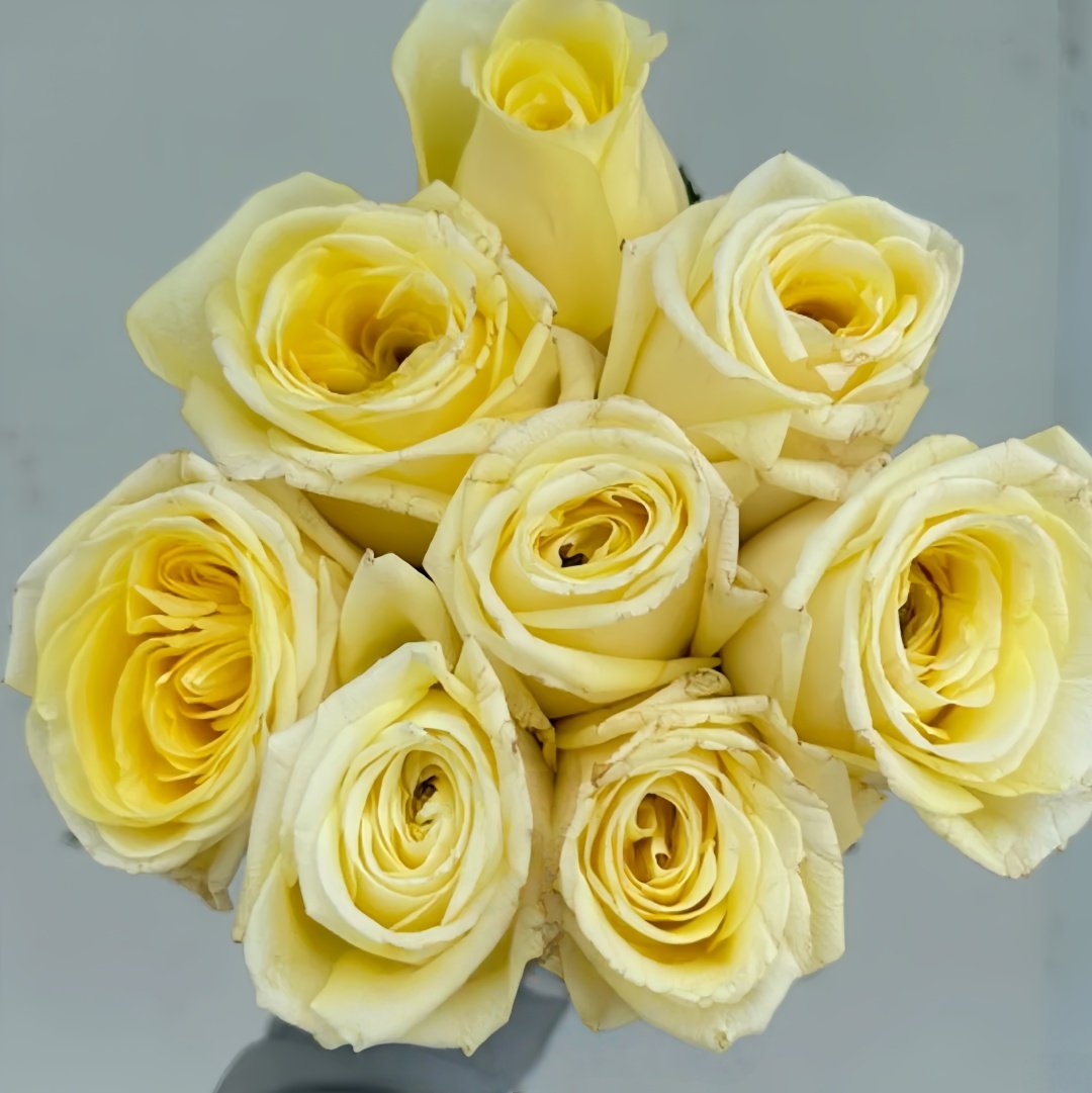 Good Day Sunshine Rose Plant|阳光灿烂的日子 image 0