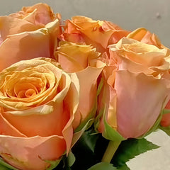 Serenade Rose Plant|小夜曲 image 3