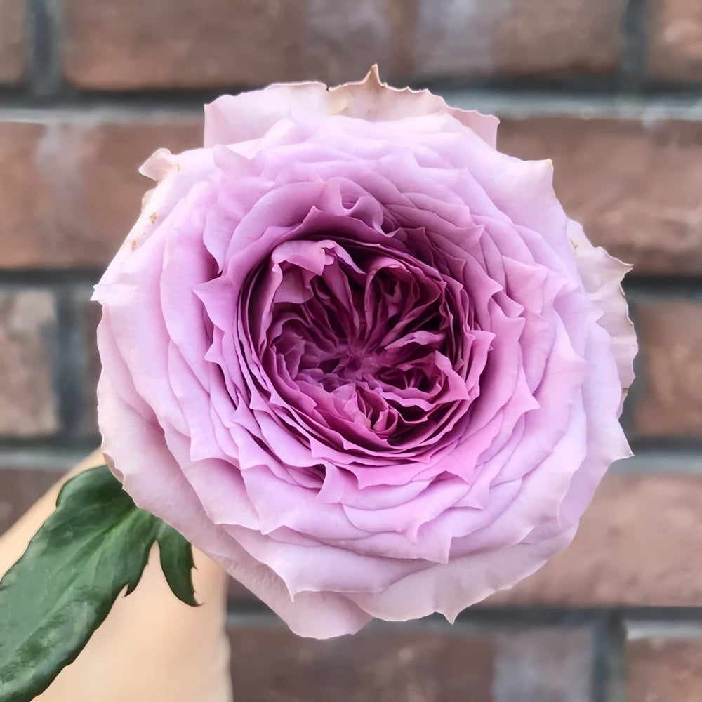Country Spirit Song Rose Plant|乡村音乐 image 1