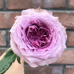 Country Spirit Song Rose Plant|乡村音乐 image 1